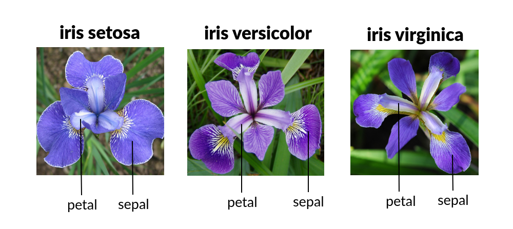 IRIS Flowers Classification
